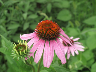 Echinacea purpurea