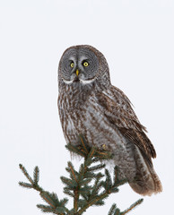 Portrait of Great grey owl, Strix nebulosa perched in a tree hunting in Canada
