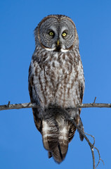 Portrait of Great grey owl, Strix nebulosa perched in a tree hunting in Canada