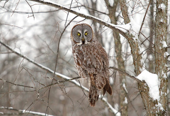 Fototapeta premium Great grey owl (Strix nebulosa) perched in a tree with snow falling in Canada