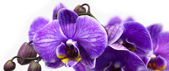 Foto op Canvas Donker paarse orchidee geïsoleerd op witte achtergrond © Basicmoments