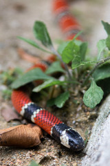 Coral viper in the Atlantic forest in Paraty, Rio de Janeiro, Brazil