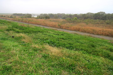 Fototapeta premium 朝靄の江戸川河川敷風景