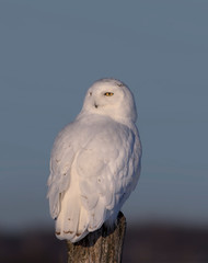 Snowy owl (Bubo scandiacus) male perched on a wooden post at sunset in winter in Ottawa, Canada