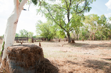 Hay Bales on old station Northern Territory - Australia 