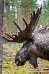 Sweden autumn nature