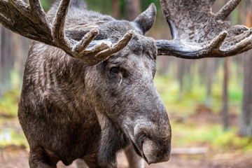 Sweden autumn nature