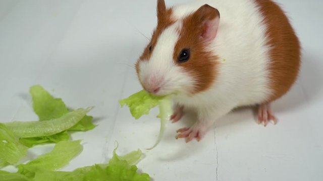 Closeup view of cute home pet white and brown small guinea pig of two month old eating green salad leaves with appetite. Real time 4k video footage.