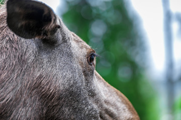Fototapeta premium Sweden autumn nature