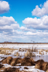 natural vertical landscape with a beautiful spring Sunny day with a high blue cloudy sky on the lake with a swampy shore in glasses and reeds