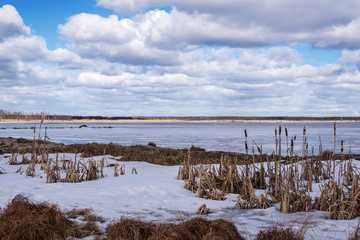 natural landscape with a spring Sunny day with a high blue cloudy sky on the lake where the marshy banks and reeds in places are still covered with snow