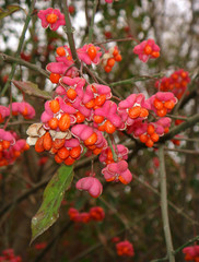 Euonymus europaeus 