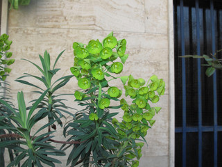 Euphorbia characias