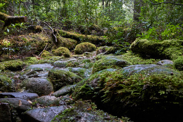 Scenes from Corinna and the Tarkine Ranges, Tasmania, Australia