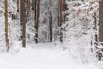 White winter in the forest.