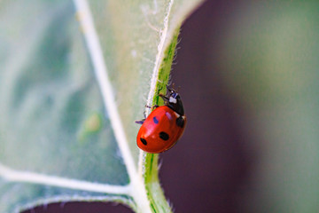 Asian lady beetle on twig near Minnesota River