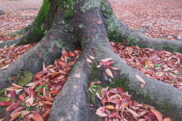晩秋の欅の根元と落ち葉