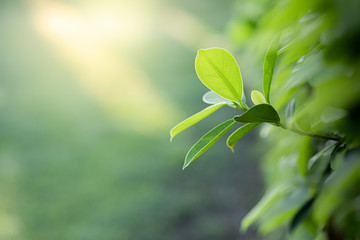 Closeup beautiful view of nature green leaves on blurred greenery tree background with sunlight in public garden park. It is landscape ecology and copy space for wallpaper and backdrop.