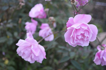 Fototapeta na wymiar バラ　Rose