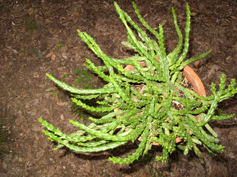 Orbea variegata