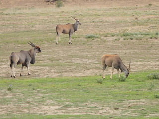 Eland bull and cows in Mountain Zebra NP