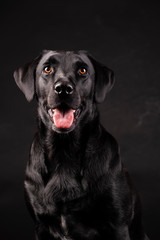 Fototapeta na wymiar black labrador dog with orange eyes with tongue sticking out, on black background