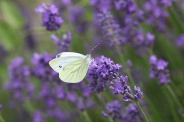 Schmetterling