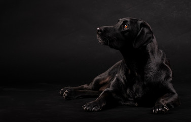 black labrador dog sitting on the floor and looking to the side on a black background