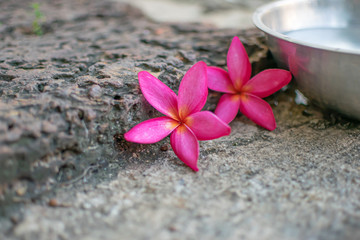 Fototapeta na wymiar Pink plumeria flowers Laying on brown stones