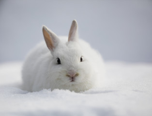 white rabbit in winter on the snow