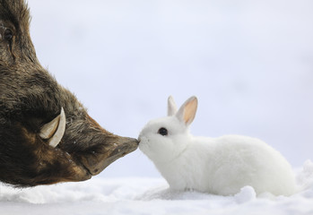 white rabbit and wild boar in winter