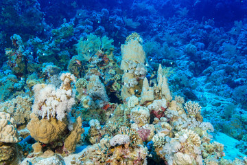 Naklejka na ściany i meble Coral Reef at the Red Sea, Egypt