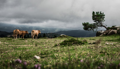 Cows meeting