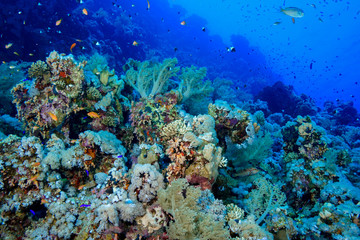 Obraz na płótnie Canvas Coral Reef at the Red Sea, Egypt