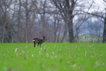 Young roebuck in winter fur grazing on farmland.