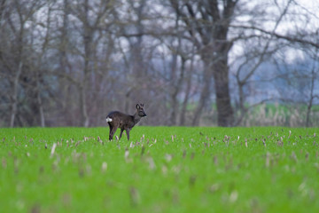 Young roebuck in winter fur grazing on farmland.