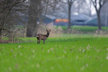Roebuck in winter fur grazing on farmland.