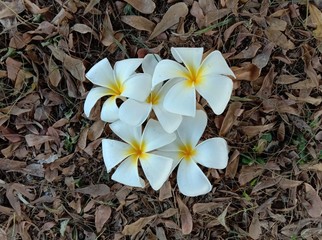 Frangipani flowers (Plumeria flowers) blooming on dried leaves background closeup. White beautiful flowers with yellow at center. 
