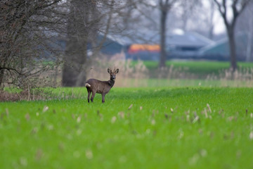 Roebuck in winter fur grazing on farmland.