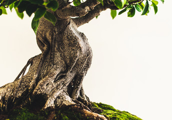 Ficus