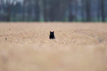 Black cat sits between tall yellow grass.