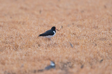 Oystercatcher between tall yellow grass.