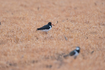 Oystercatcher between tall yellow grass.