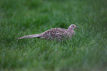 Female pheasant in meadow. Side view.