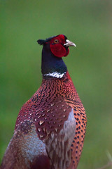 Potrait of male pheasant in meadow. Side view.
