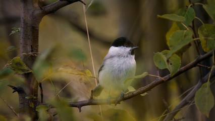 The bird sits on a branch in autumn