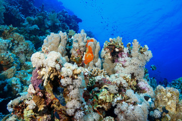 Coral Reef at the Red Sea, Egypt