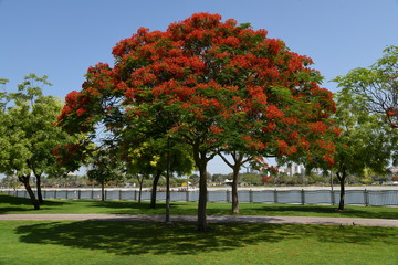 Fototapeta na wymiar Tree with flower in the park