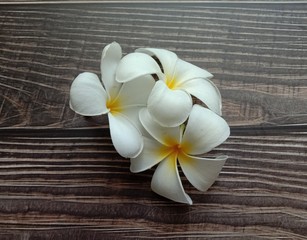 Frangipani flowers (Plumeria flowers) blooming on wallpaper background closeup. White beautiful flowers with yellow at center. 