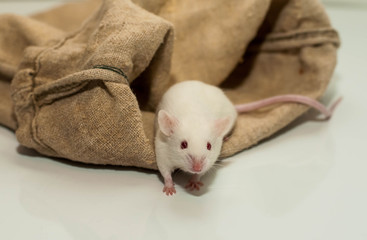 white mouse in a canvas bag on a white background. isolate
